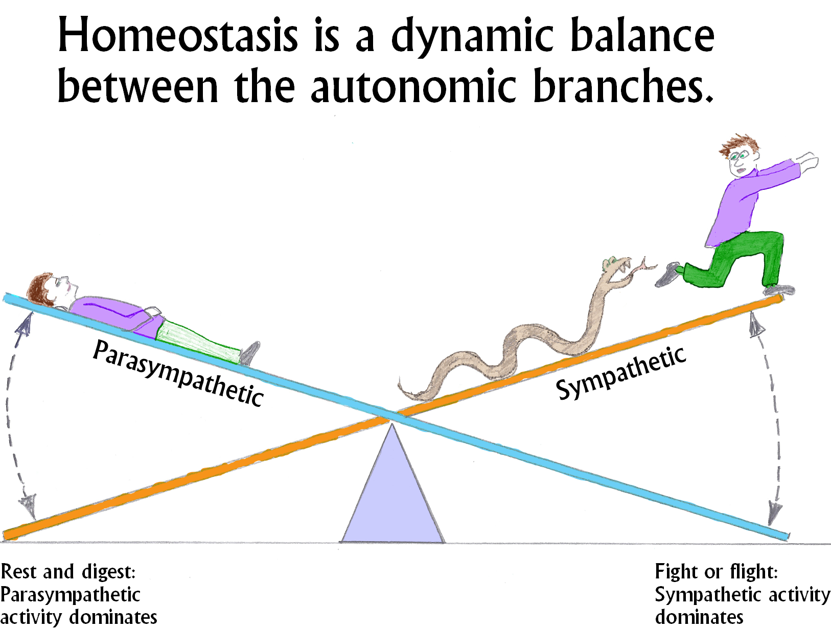 What Is HOMEOSTASIS Innovation Insight